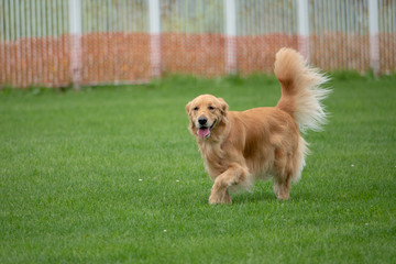 ゴールデンレトリーバー