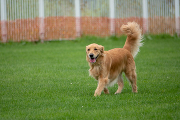 ゴールデンレトリーバー