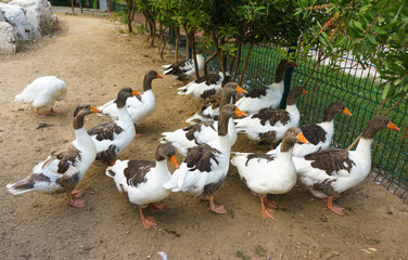 Domestic Geese Graze