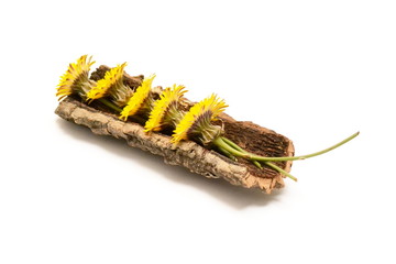 Yellow flowers in tree bark on white background