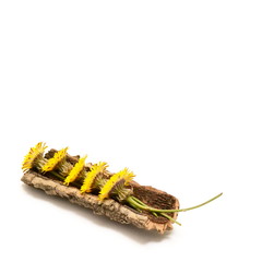 Tree bark with five yellow flowers on white background