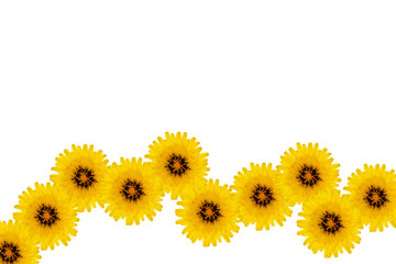 Horizontal line of yellow flowers on a white background.