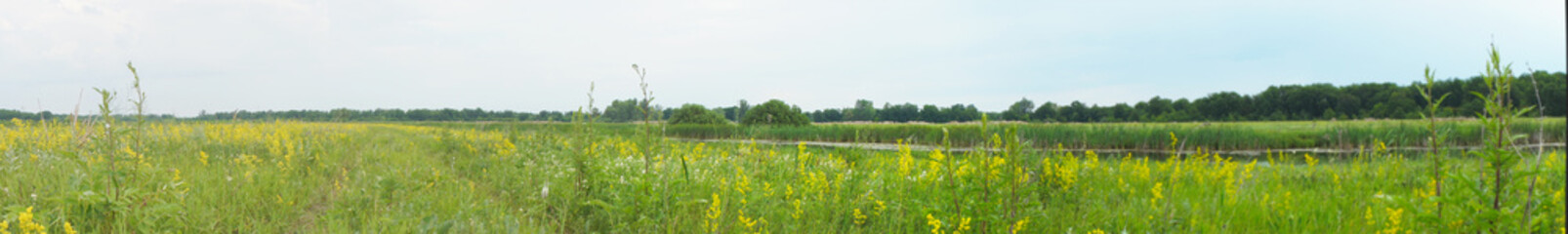 Meadow with flowers against the sky and forest