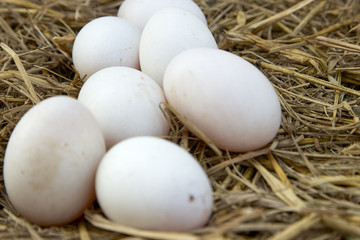 Duck eggs on the nest