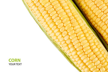 Fresh yellow corn cobs isolated on white background. Fresh vegetables.