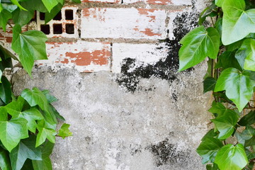 Vintage brick wall with ivy leaves background