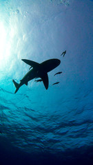 Grey Reef Sharks Swim Near Surface