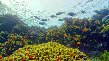 Tropical Fish on Vibrant Coral Reef