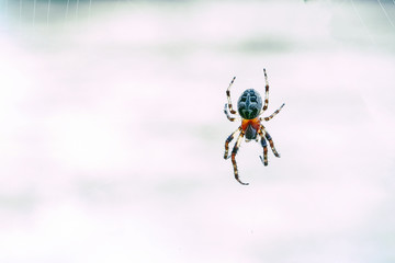 Spider with cross on back on web