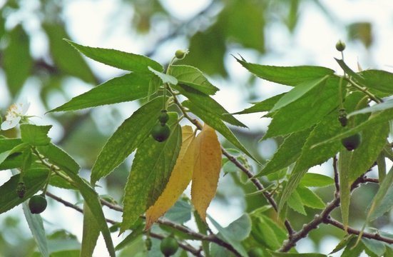 Green Leaves