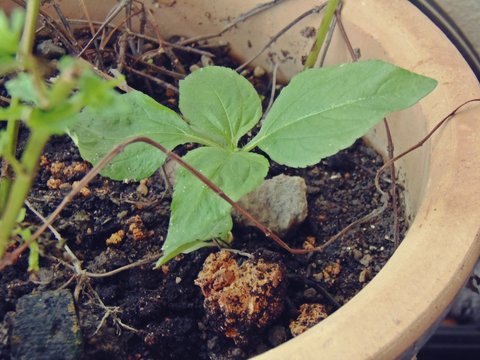 Green plant