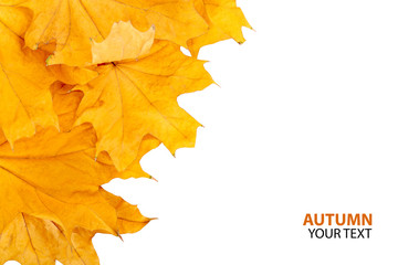 Autumn leaf isolated on white background. Autumn Thanksgiving Background. Maple.