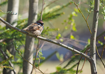 the sparrow sits on a branch
