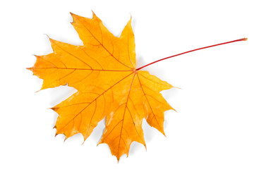 Autumn leaf isolated on white background. Autumn Thanksgiving Background. Maple.