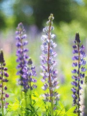 flower lupine on glade