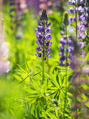 flower lupine on glade