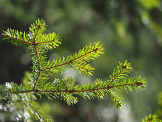 A branch of spruce in the forest