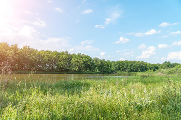 Naklejka premium View of a small forest lake