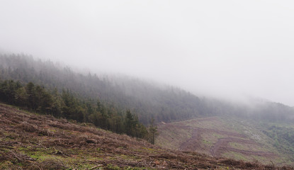 Mountain landscape with pine trees and fog.