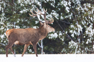 Single adult noble deer with big beautiful horns with snow in winter forest. European wildlife landscape with snow and deer with big antlers