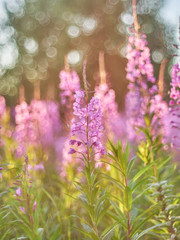 flower blossoms at sunset in the forest