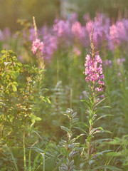 flower blossoms at sunset in the forest