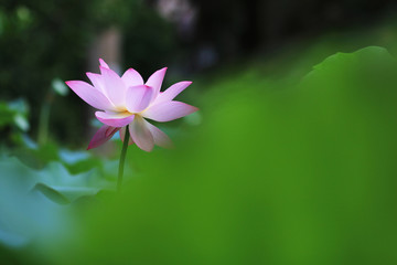 lotus flower in summer