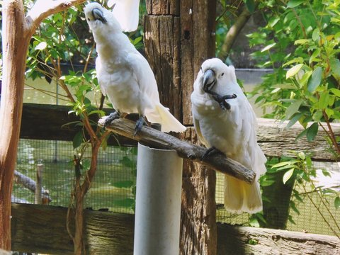 Twin parrot