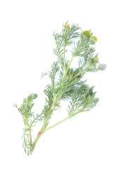 chamomile medicine on a white background