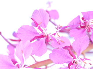 Fototapeta na wymiar flowers of willow tea on white background