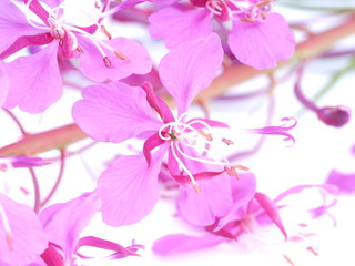 flowers of willow tea on white background