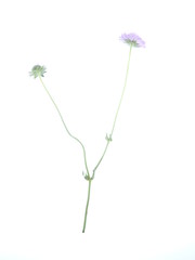 knautia flower on a white background