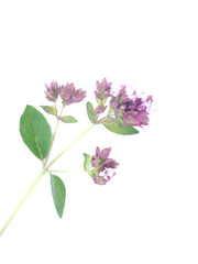 Mouse peas flowers on white background