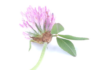 pink clover on a white background