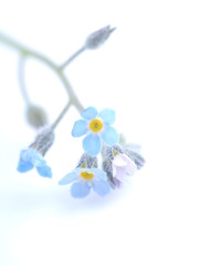 flowers forget-me-nots on a white background