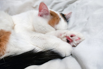 Fototapeta na wymiar A three-colored cat sleeps in bed. Sleepy white cat with red and black spots. Pet cute kitten