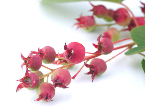 twig with berries irgi on a white background