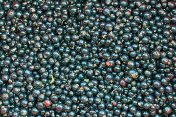 Background with black currant berries