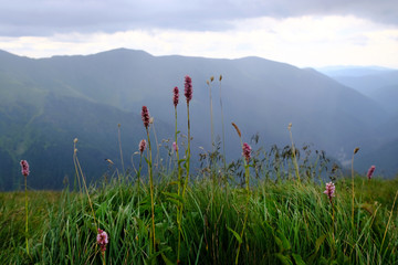 Rumunia, Karpaty Rumuńskie - Góry Fagaras, widok z różowymi kwiatami na szlaku w Górach Paltinu © Iwona