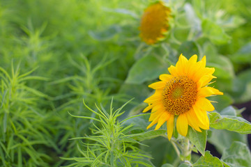 Beautiful young sunflower