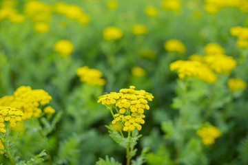 blooming tansy. medicinal herb. 