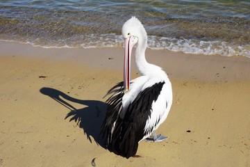 Preening Pelican casting a Shadow on the Beach with Waves gently lapping on the Shore