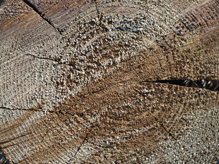 Fototapeta premium sawed the tree. background