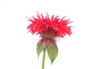 bergamot flower on white background