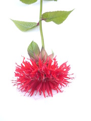 Fototapeta premium bergamot flower on white background