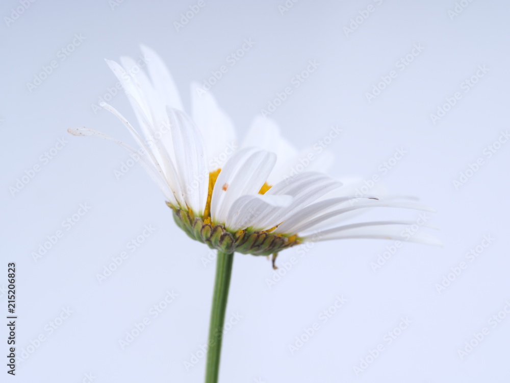 Canvas Prints chamomile flower on a light background