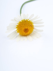 chamomile flower on a light background