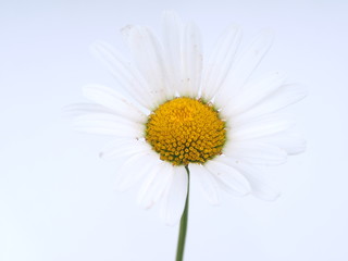 chamomile flower on a light background