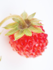 red strawberry on white background