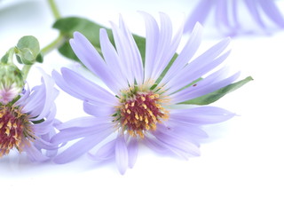 flower aster perennial on a white background